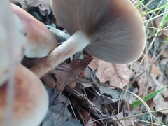 Hypholoma lateritium