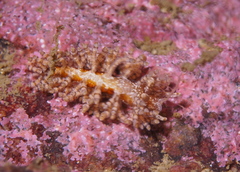Eubranchus vittatus