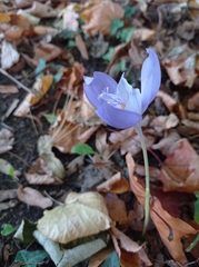 Crocus banaticus