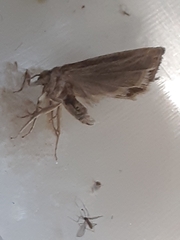 Tineola bisselliella