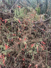 Epilobium canum