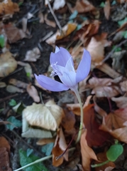 Crocus banaticus