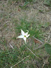 Jaborosa integrifolia