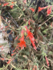 Epilobium canum