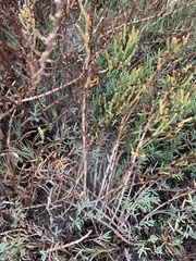 Arthroceras subterminale