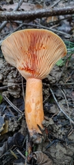 Lactarius salmonicolor