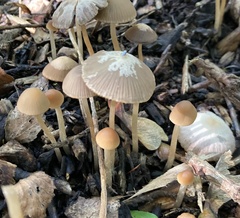 Parasola conopilea