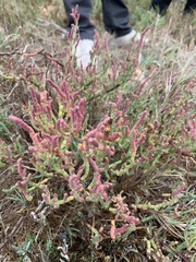 Salicornia pacifica
