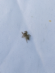 Macaroeris nidicolens