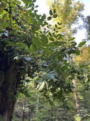 Carpinus betulus