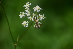 Strangalia attenuata