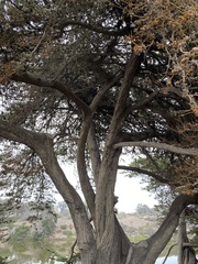 Cupressus macrocarpa