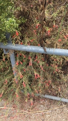 Epilobium canum