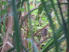 Melospiza melodia image