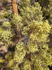 Baccharis sarothroides