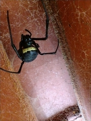 Nephilingis cruentata