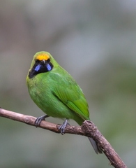 Chloropsis aurifrons