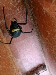 Nephilingis cruentata