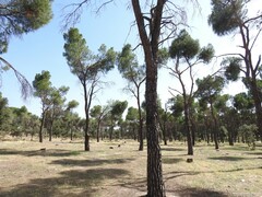 Pinus pinea