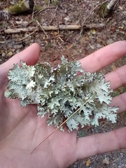 Platismatia tuckermanii