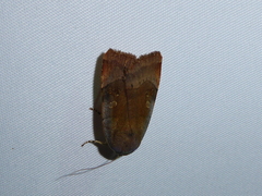 Noctua janthina
