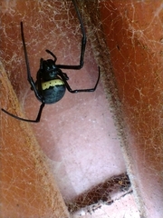 Nephilingis cruentata