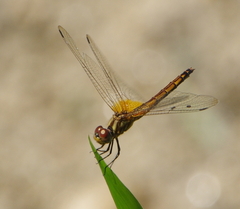 Trithemis