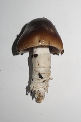 Limacella
