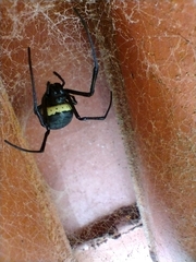 Nephilingis cruentata