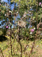Cirsium muticum