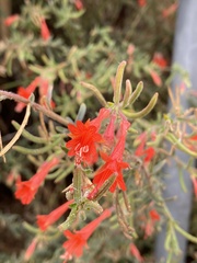 Epilobium canum