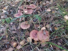 Armillaria borealis