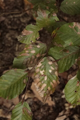 Orchestes fagi