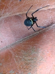 Nephilingis cruentata