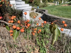 Crataegus phaenopyrum
