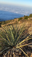 Hesperoyucca whipplei