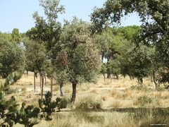 Celtica gigantea