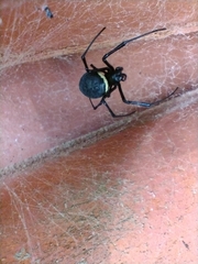 Nephilingis cruentata