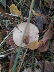 Armillaria borealis