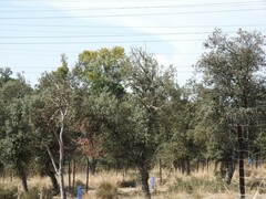 Celtica gigantea