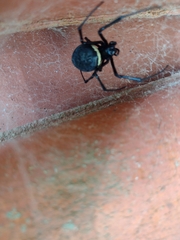 Nephilingis cruentata