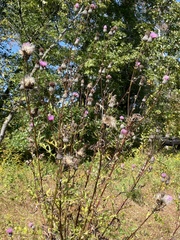 Cirsium muticum