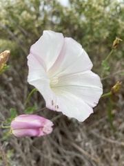 Calystegia macrostegia