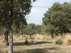 Celtica gigantea