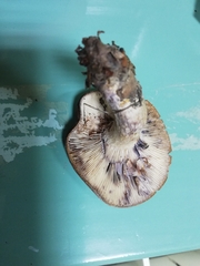 Lactarius uvidus