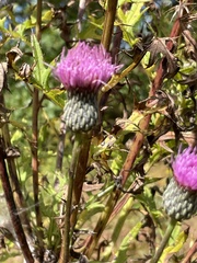 Cirsium muticum