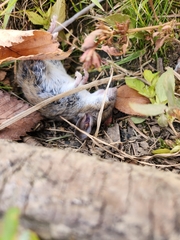 Peromyscus leucopus