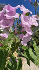 Ipomoea carnea