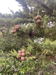 Cupressus