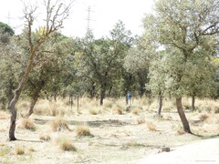 Celtica gigantea